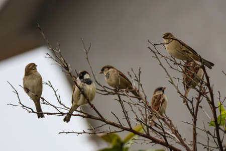 A group of sparrows on a branch in the forestの写真素材