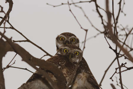 Two twins great horned wild owl on a tree with scary eyesの写真素材