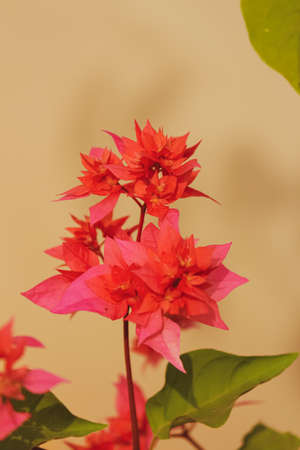 Tropical floral fresh seasonal pink flowers foliageの写真素材