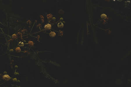 flower dry dandelion buds on black backgroundの写真素材