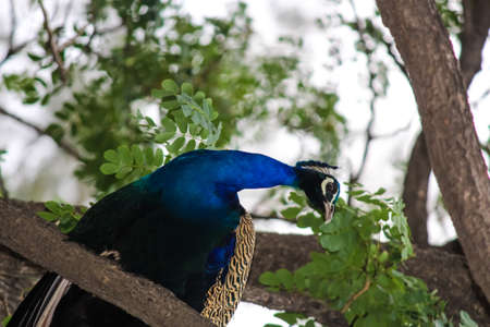 portrait of a peacock in the treeの写真素材