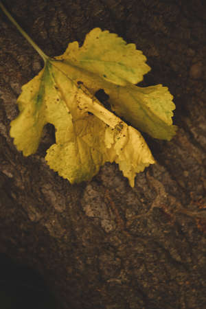 yellow maple leaf on tree textured backgroundの写真素材