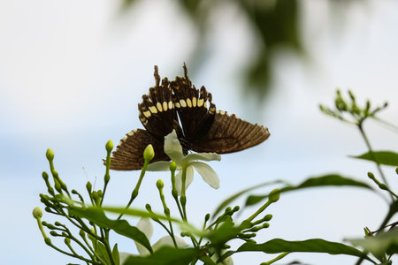 An upside-down butterfly on a white flowersの写真素材