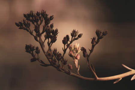 closeup of new beginnings autumn leaves blooming in the morningの写真素材