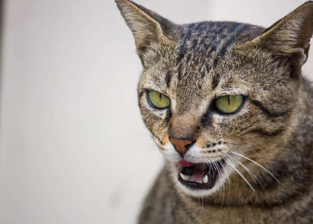 close up portrait of a cat with open mouth sharp teethの写真素材