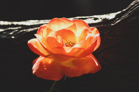 closeup of a yellow red love rose flowerの写真素材