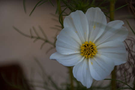 white flower with yellow center of spring season in the gardenの写真素材