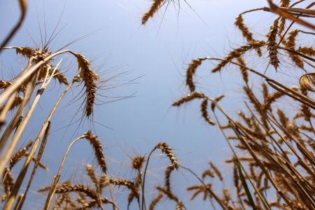 wheat grains stem straw against the blue skyの写真素材