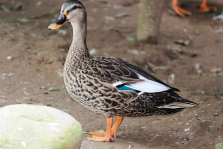 closeup of Indian spot-billed duck in the parkの写真素材
