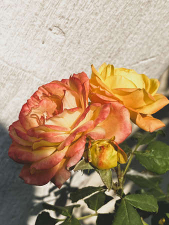 yellow orange roses blooming in the garden with white textured backgroundの写真素材
