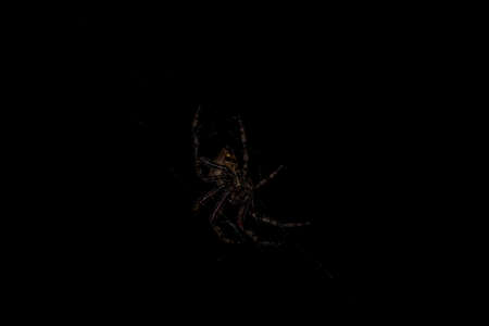 spider on the web on a black background in the nightの写真素材