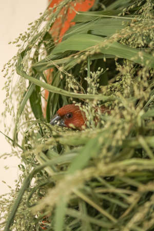 Tiny small bird with black spotted chest watching out of its nestの写真素材