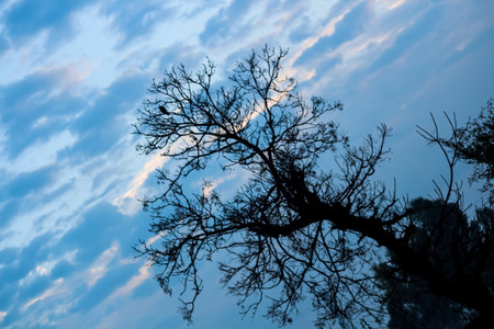 A tree in the cloudy blue skyの写真素材