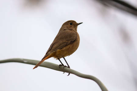 Side posing portrait of a robin perched on a branchの写真素材
