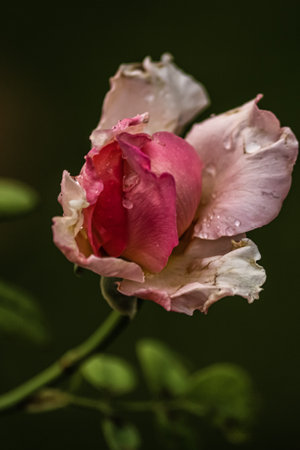 beautiful pink rose with water drops flora blurry backgroundの写真素材