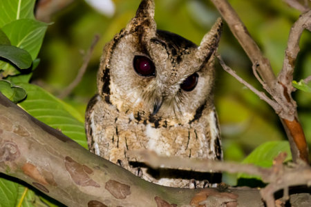 Predator owl sitting on the tree looking down for the foodの写真素材