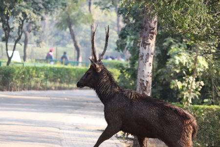 Sambar deer(Rusa unicolor) closeup while crossing the roadの写真素材