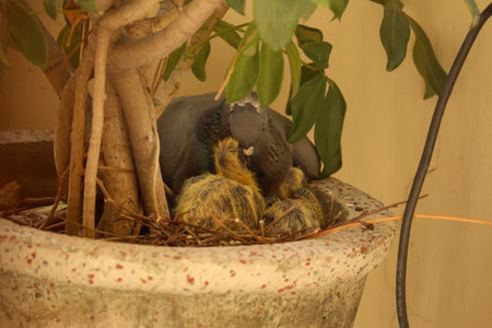 A mother pigeon feeding the newborn's in the nest love careの写真素材