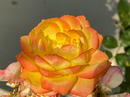 A yellow rose in the garden floral backgroundの写真素材