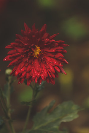 red dahlia flower with yellow pollen buds water droplets on it chrysanthemumsの写真素材