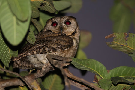 great horned owl on branch with scary starring eyes stunning looksの写真素材
