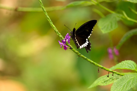 a cute black winged butterfly nourishing a flowerの写真素材