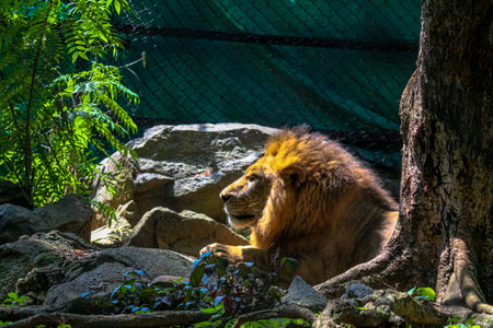 a lion sitting under the tree enjoying the sunbathの写真素材