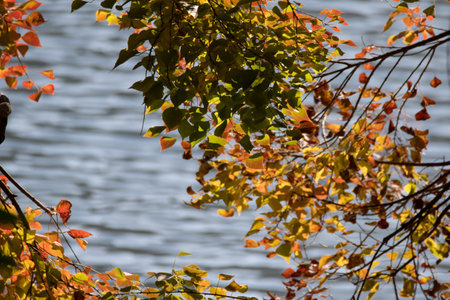 beautiful scenery of autumn leaves on the treeの写真素材