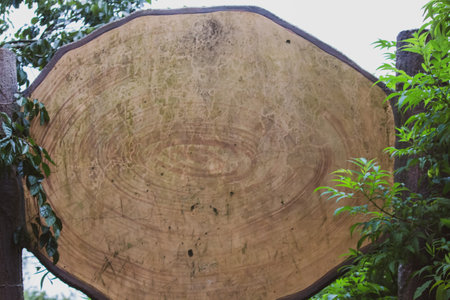 oval wood plank sign board empty isolated roadsideの写真素材