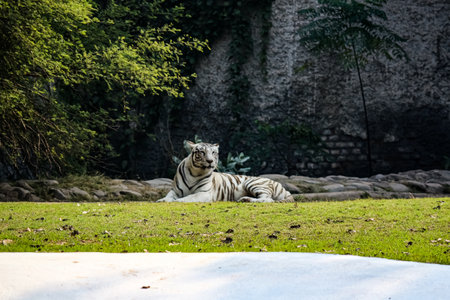 royal bengal white tiger in the forest enjoying sunbathの写真素材