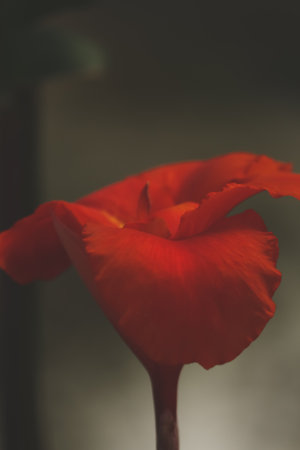 Indica canna red poppy flower closeup on black backgroundの写真素材
