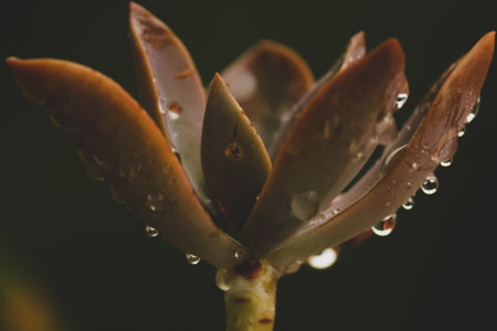 closeup of echeveria succulents leaves with water drops  black bacground indoor plantsの写真素材