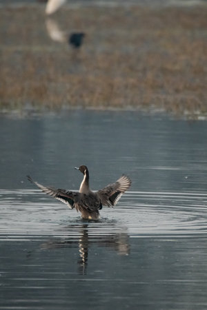 duck dancing in the water with open wings with its reflection beautyの写真素材