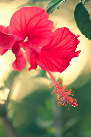 closeup of a red hibiscus flower in bloom with blurry backgroundの写真素材