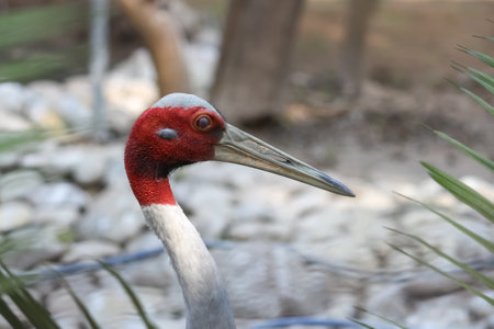 closeup of white necked red headed crowned crane grey long beak posingの写真素材