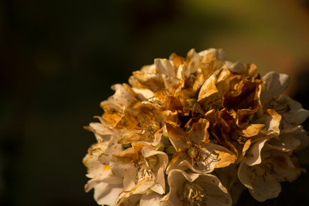 Dried Dombeya spring flower close up  with black background detailedの写真素材