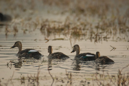 family of ducks in the waterの写真素材