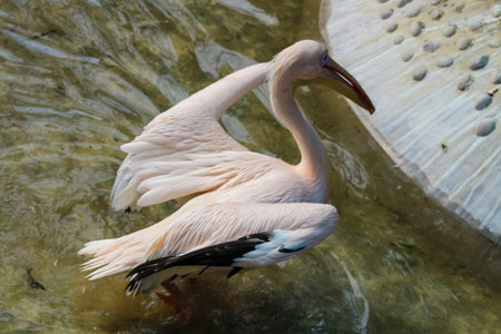 great pelican in the water with open wings about to fly pelican flyingの写真素材