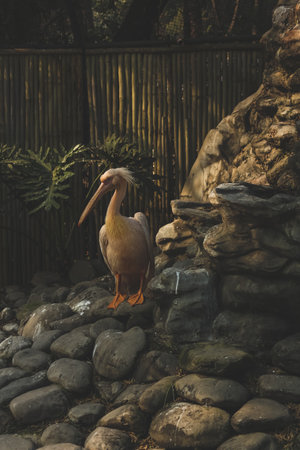 Portrait of white pelican posing on the rocks at the corner of lake(lake end)の写真素材