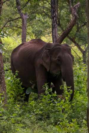 elephant grazing in the jungle forest eating grass plantsの写真素材