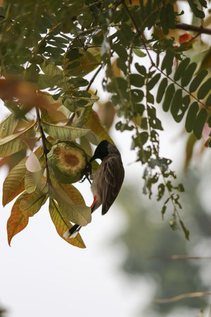 bird eating fruit on branch red-vented bulbulの写真素材