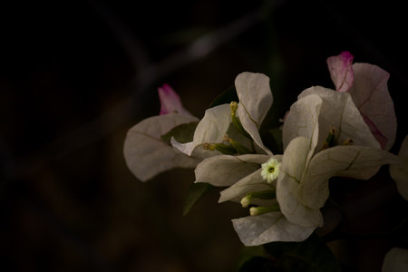 flower of a white magnolia  in the garden with black backgroundの写真素材