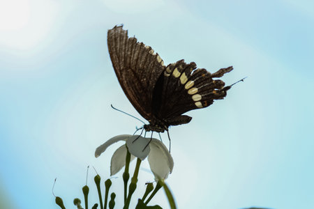 A striped wing common Mormon(Papilio polytes) butterfly pollinating nourishing stinking a flowerの写真素材