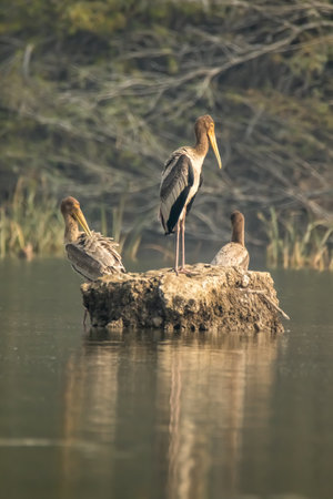 Painted strokes standing posing  in the waterの写真素材