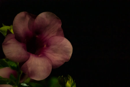 Purple Allamanda flower on black background with copy space.の写真素材