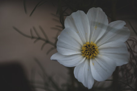 Cosmos flower in the garden, vintage color tone, selective focusの写真素材