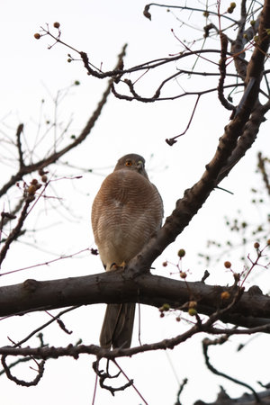 Brown Goshawk, Accipiter nisus, single bird on branch, side poseの写真素材
