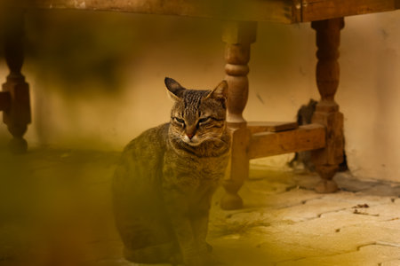 Tabby cat sitting on a chair in the old house. Selective focus.の写真素材