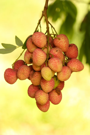 Ripe lychee fruit bunch on the tree, closeup of photo juicy healthy summer fruitの写真素材