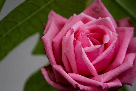 Pink rose on a white background. Shallow depth of field.の写真素材